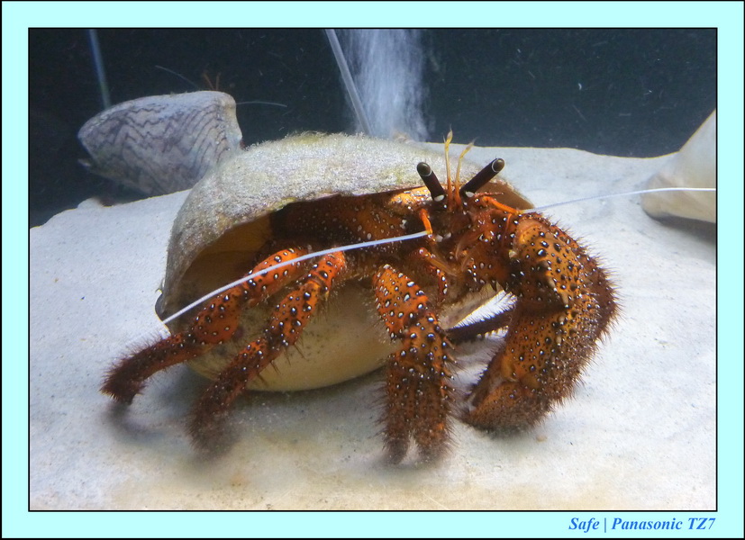 2009   08   Kho samui 29